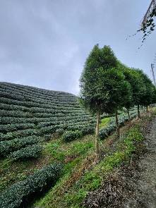 凍頂烏龍茶